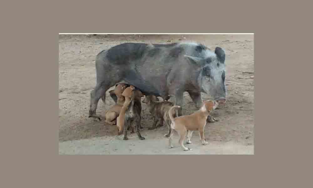 Nagarkurnool: Pig gives motherly love to puppies, allows them to suckle her