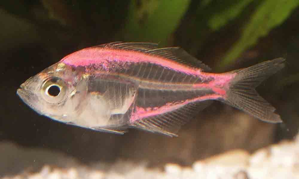 New freshwater fish species discovered in Kerala