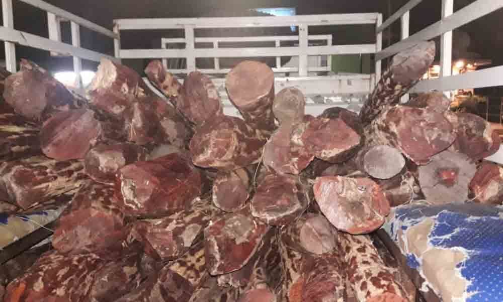 94 red sanders logs seized, 9 held in Tirupati