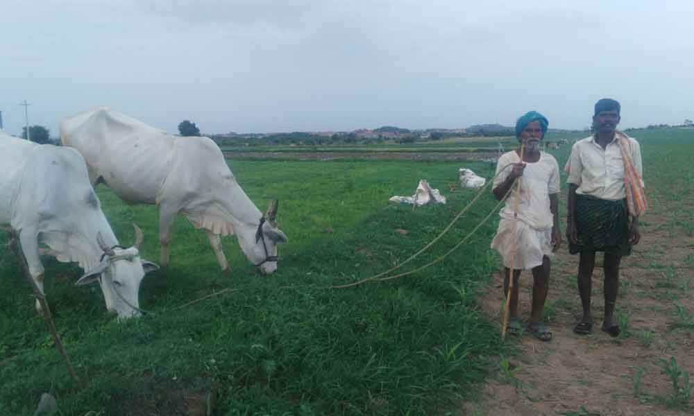 Rythu Bandhu slows down migration from Palamur