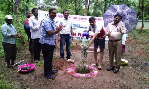 SCCL director plants over 1,000 saplings in Kothagudem