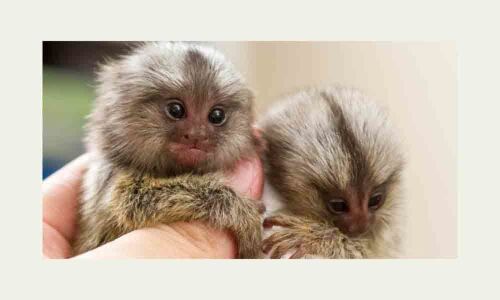 Worlds smallest fossil monkey found in Amazon