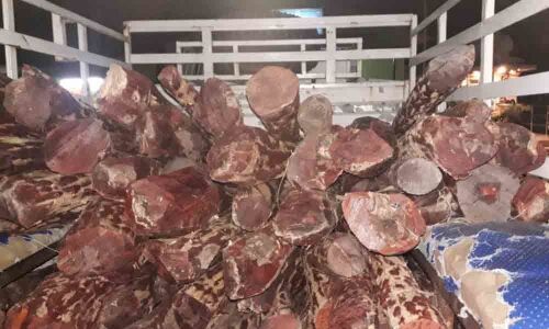 94 red sanders logs seized, 9 held in Tirupati
