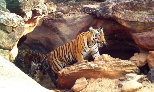 Tiger population up in Telangana