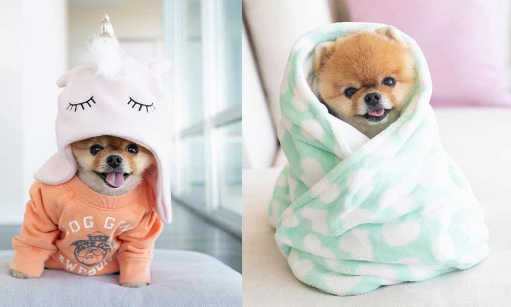 The Life of a Canine:  Meet Jiffpom, The Doggo Influencer, Make 12 Lakhs on Instagram While We Await Pay