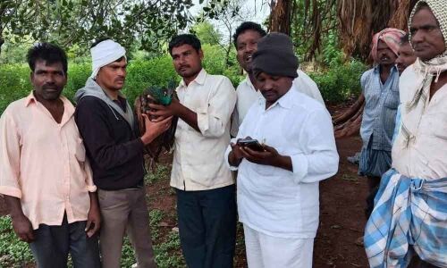 Stray dogs kill peacock