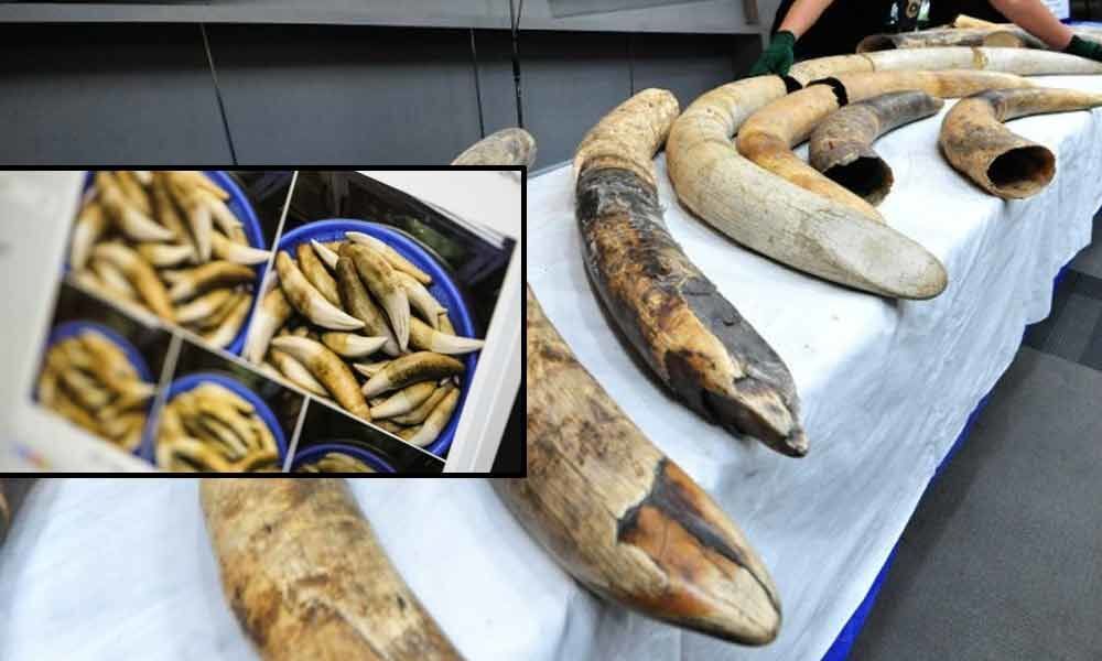 12 kgs of elephant tusks, tiger teeth seized from Kolkata, three arrested