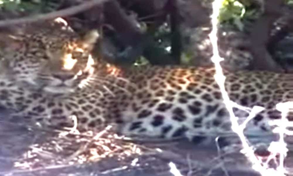 Hyderabad: Leopard creates panic in Kukatpally
