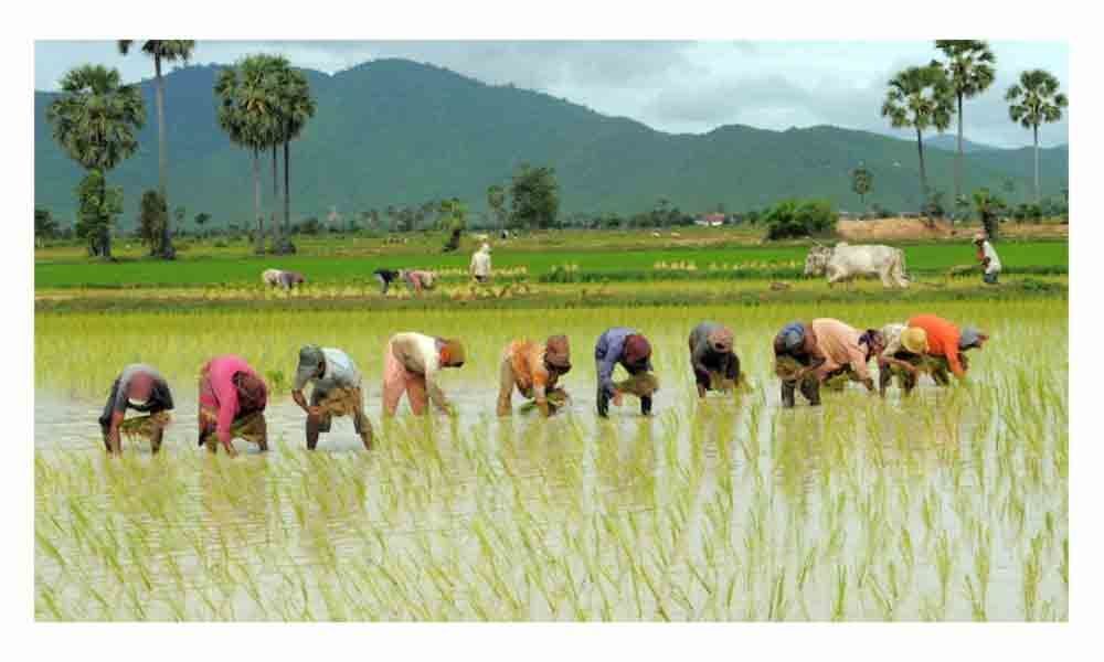 Agricultural labourers from West Bengal get seasonal work in East Godavari district