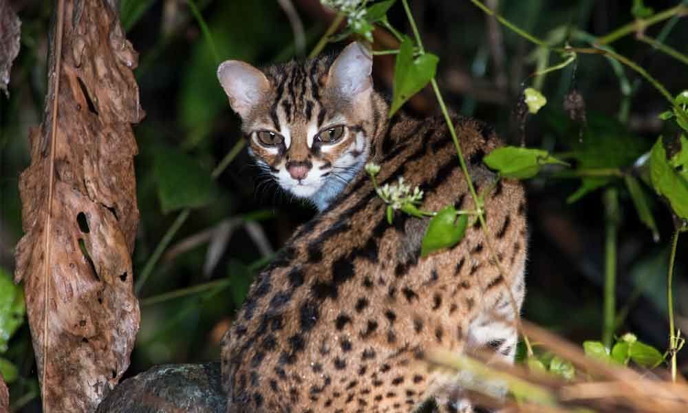 Not leopard, but wild cat: officials