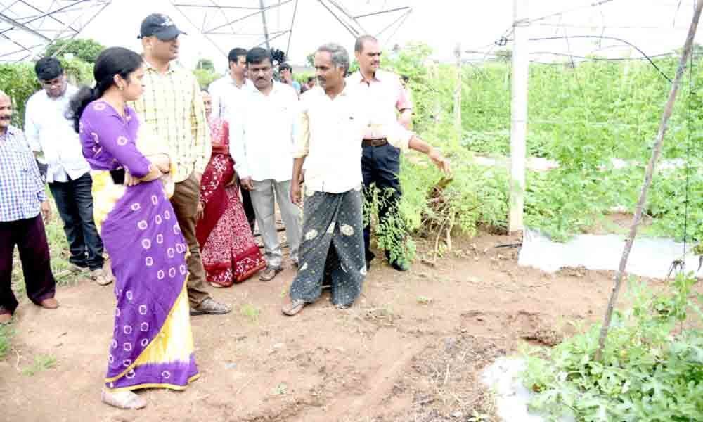 Collector RV Karnan inspects organic farming in Raghunadhapalem