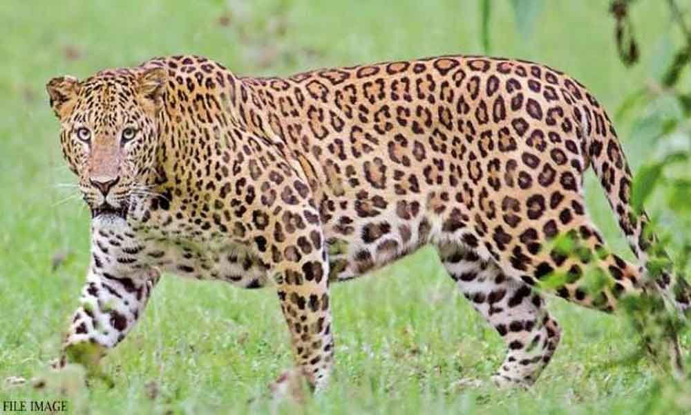 No leopard pugmarks found: Forest dept