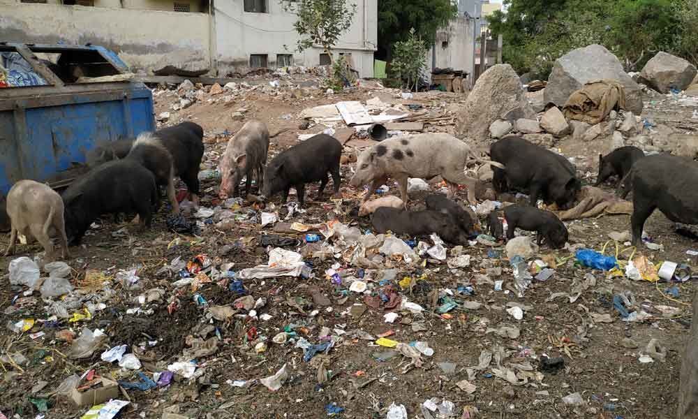 Pigs menace pesters residential areas