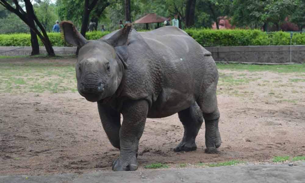 Zoo staff bid warm farewell to Ramu