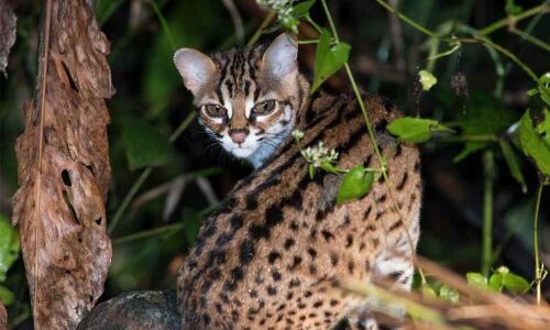 Not leopard, but wild cat: officials