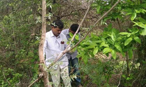 Three accused of killing deer, devouring its meat in Yadadri-Bhongir