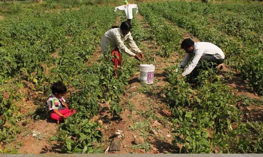 Anantapur misses kharif groundnut crop