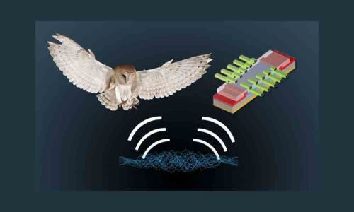 Barn owls may hold key to navigation, location devices