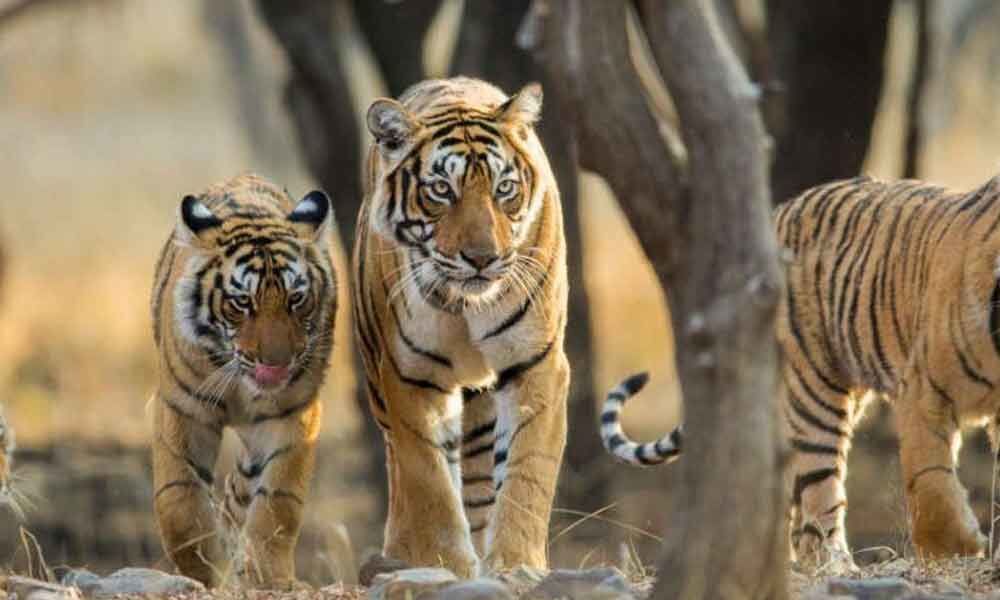 Tiger population up in Telangana