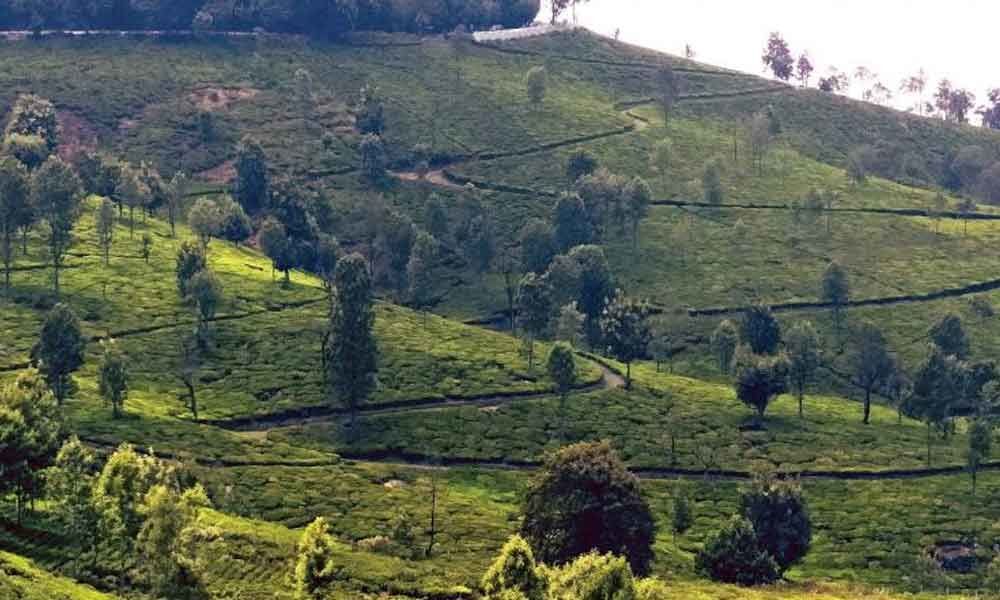 Planter scripts unique tea tale along Indo-Bangla border