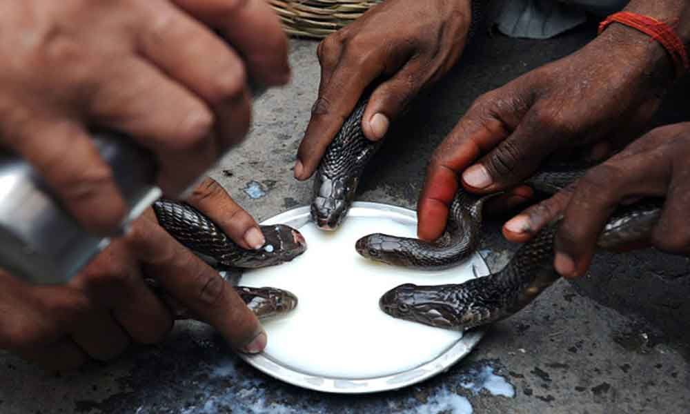 Drive to save snakes on Nag Panchami