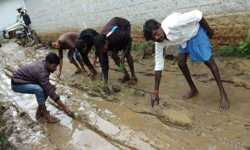 Paddy sowed on muddy roads in protest