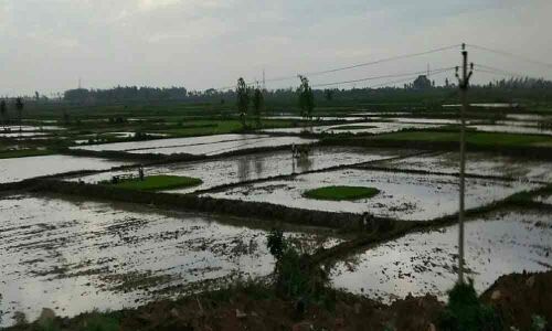 Kharif operations hit by deficit rainfall in Srikakulam