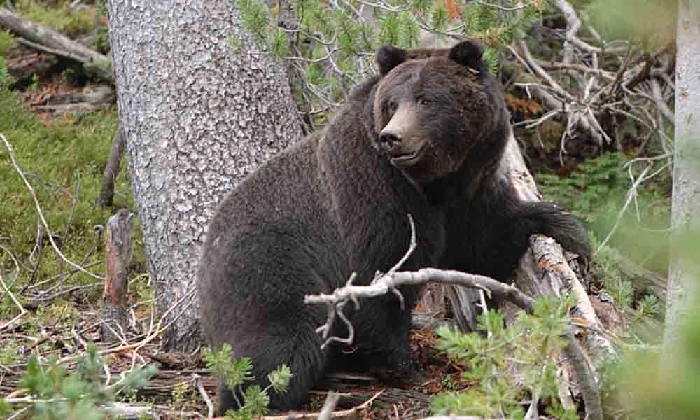 Cattle rearer attacked by bear in Achampet