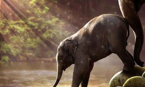 Forest elephants shape environment by serving as seed dispensers