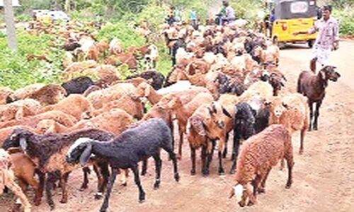 Call not to throw away hides after sacrifice