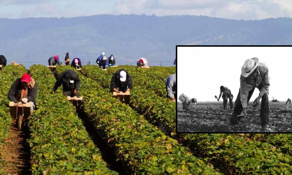 History of Farm Workers Appreciation Day