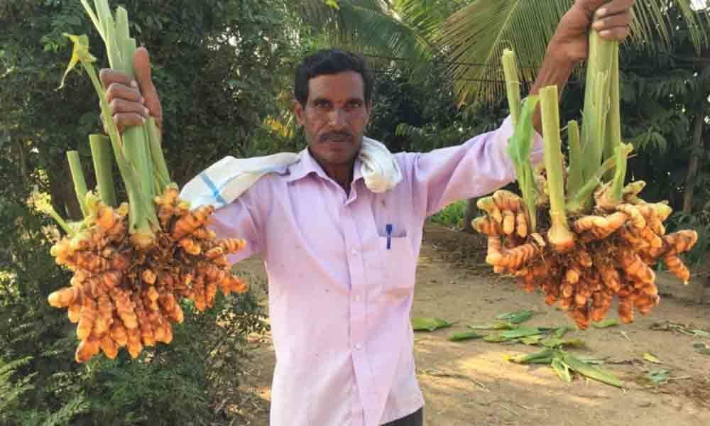Minimum Support Price for turmeric: Farmers of Nizamabad set August 15 deadline
