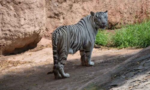 Bengal white tiger dies at age of 21