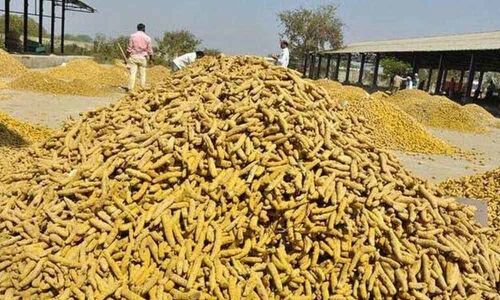 MSP for turmeric: Farmers set Aug 15 deadline