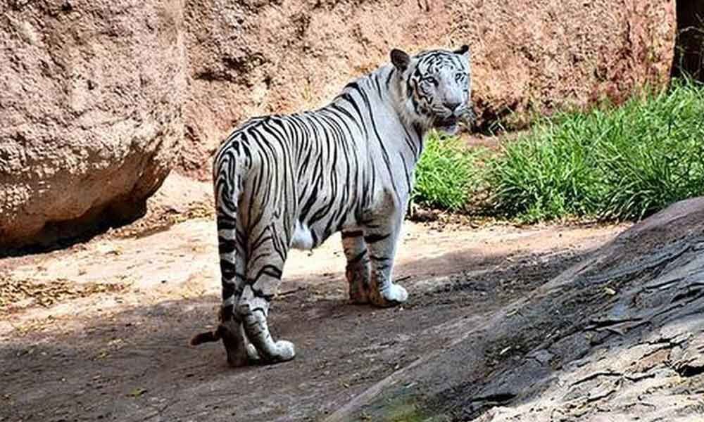 White tiger dies at Nehru Zoological Park in Hyderabad