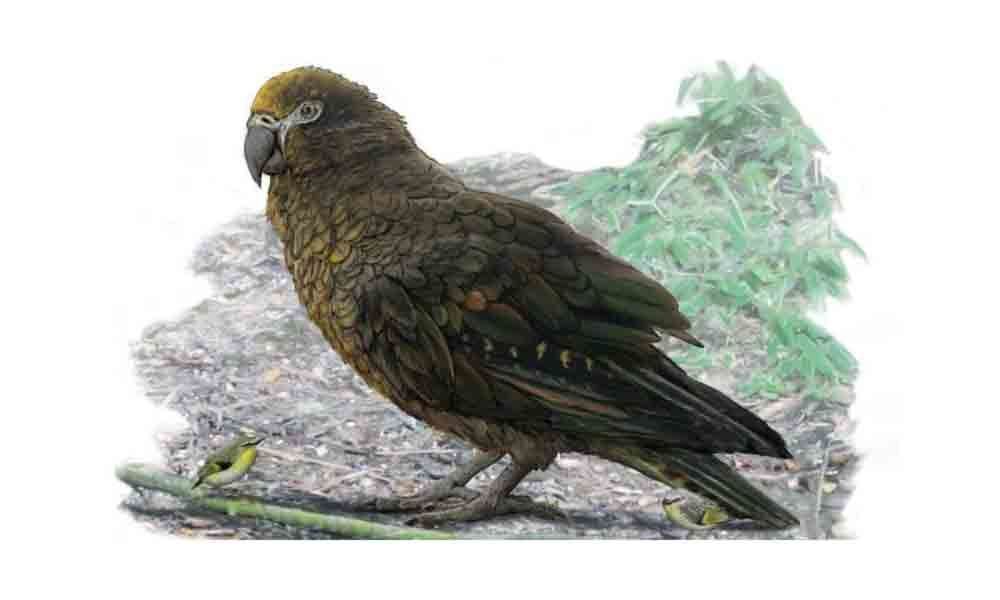 Evidence of Herculean parrot found in New Zealand