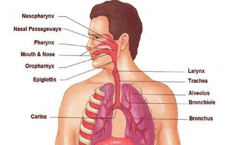 Hyderabad City witnessing spurt in respiratory cases
