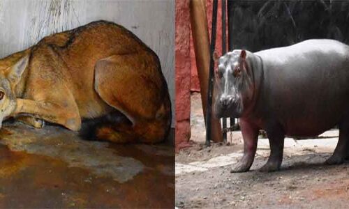 New attractions at Nehru Zoo Park