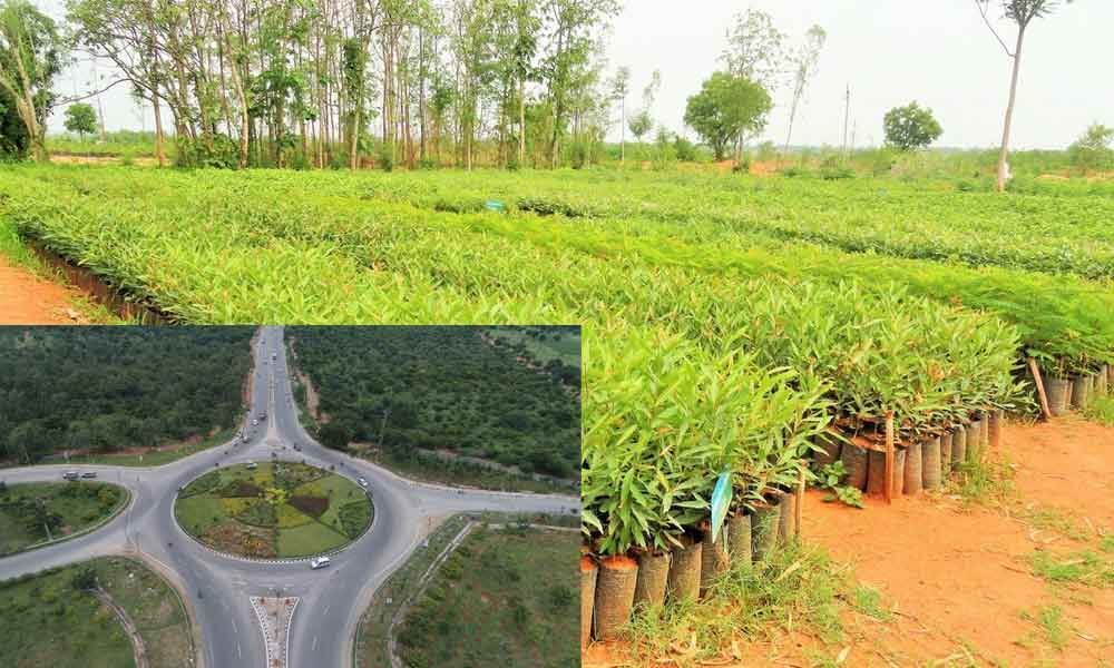 Officials toil hard for survival of plants under Haritha Haram