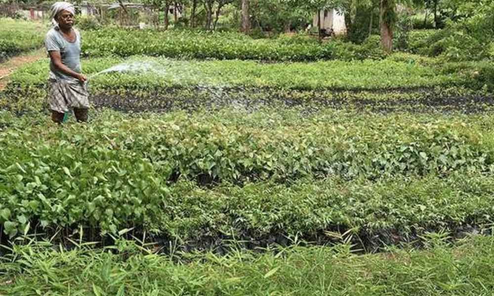 3 districts tasked with plantation of about 14 crore saplings