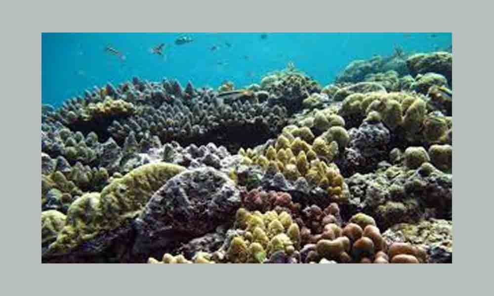 Marine heatwaves, a bigger threat to coral reefs