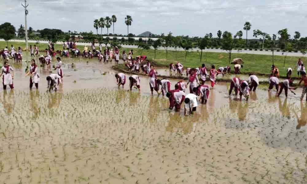 Tribal college students don the hat of farmers, transplant paddy in Suryapet