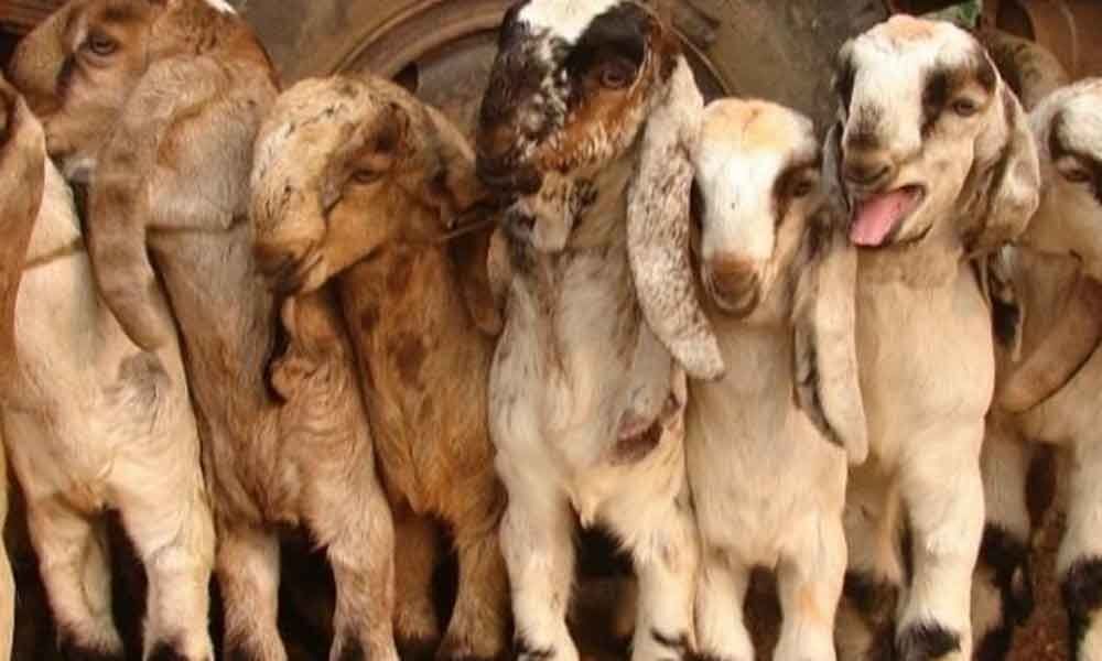 Sheep flood markets for Bakrid festival