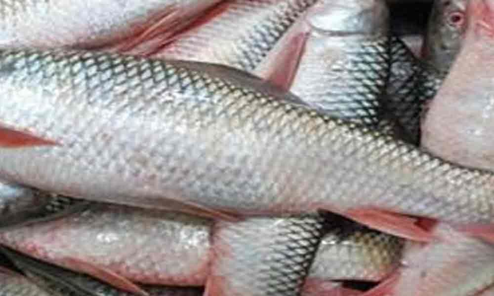 Fisheries dept to raise 7.5 crore fingerlings of fish varieties