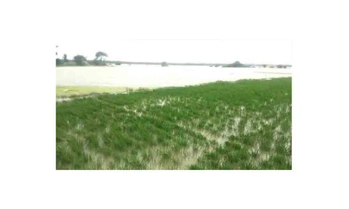 Narayanpet: Farmers in trouble as paddy fields in 2,500 acres get inundated