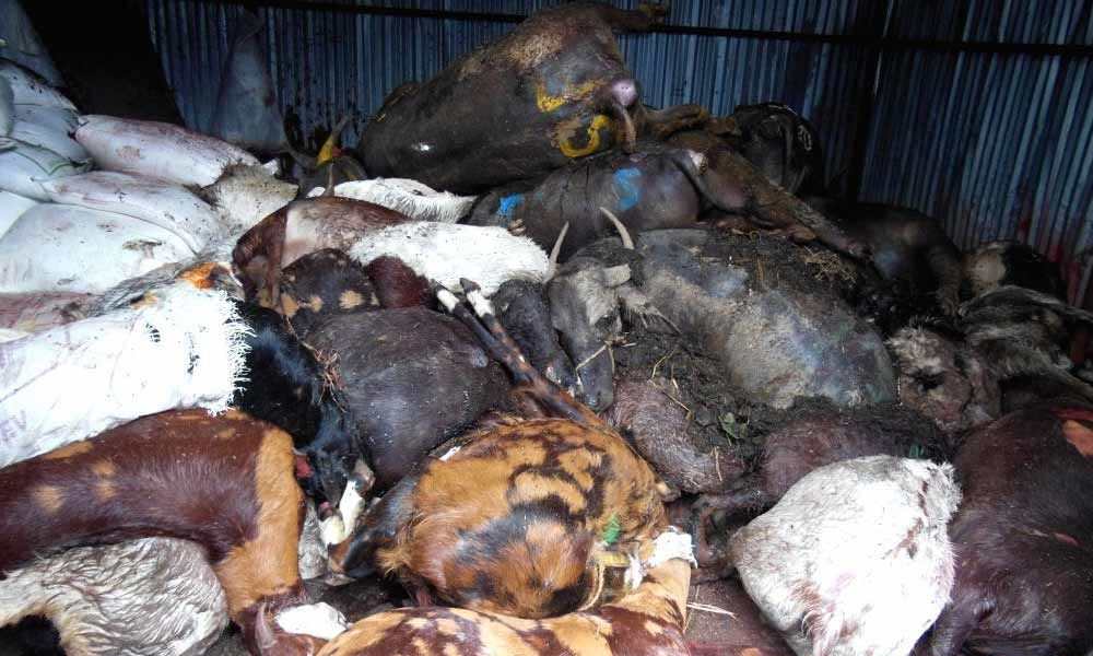 Ahead of Eid, PETA demands Mumbai slaughterhouse inspection