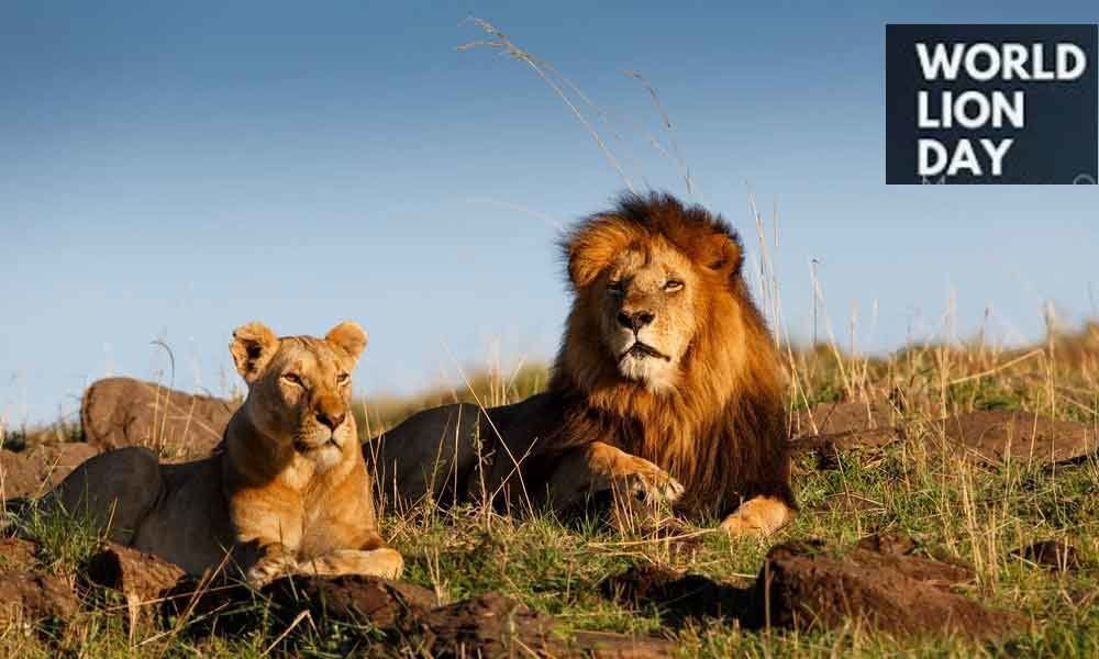 World Lion Day-2019, Let your Voice be heard- Together we can save the LION