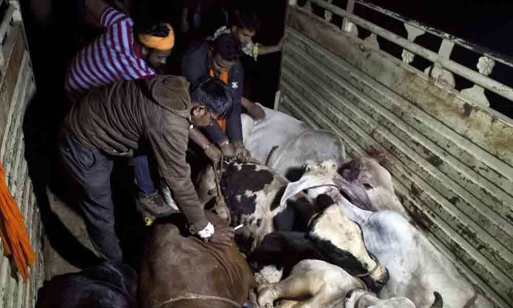 BJP demands punishment to criminals in cows death