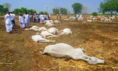 100 cows dead at goshala in Tadepalli