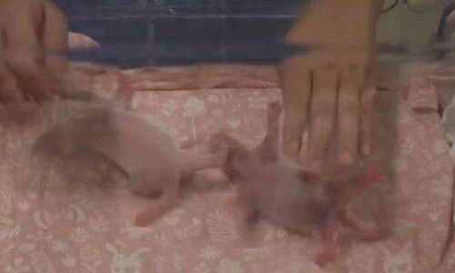 Rare baby panda twins born at Belgian zoo